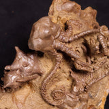 JIMBACRINUS BOSTOCKI CRINOID FOSSIL, Permian, Australia XJB032