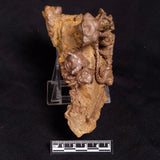 JIMBACRINUS BOSTOCKI CRINOID FOSSIL, Permian, Australia XJB032