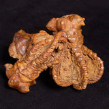 JIMBACRINUS BOSTOCKI CRINOID FOSSIL, Permian, Australia XJB033