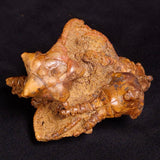 JIMBACRINUS BOSTOCKI CRINOID FOSSIL, Permian, Australia XJB033