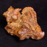 JIMBACRINUS BOSTOCKI CRINOID FOSSIL, Permian, Australia XJB033