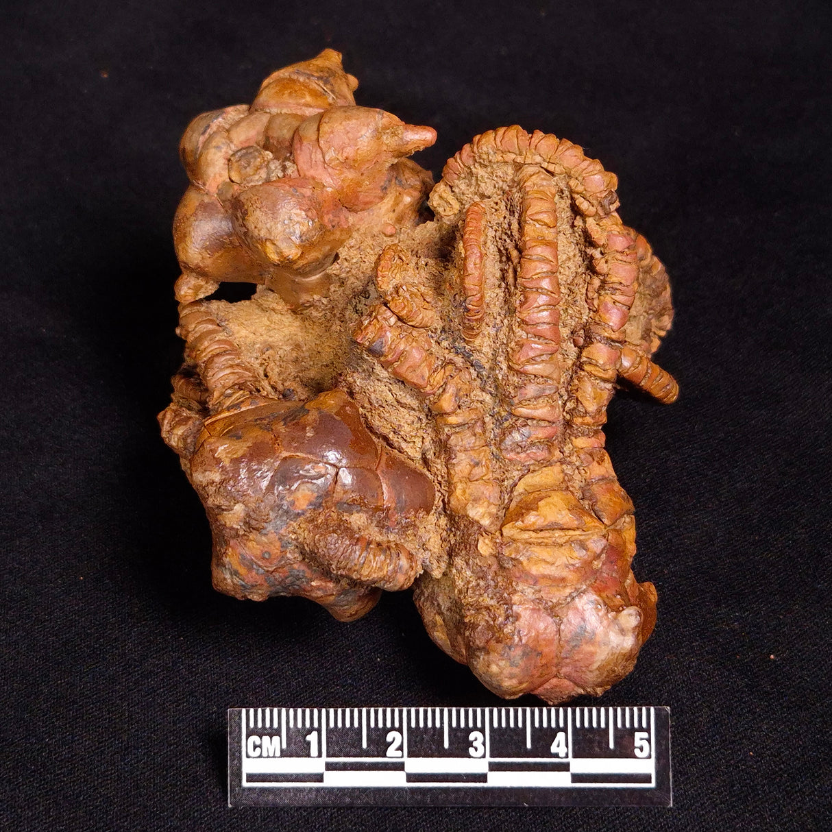 JIMBACRINUS BOSTOCKI CRINOID FOSSIL, Permian, Australia XJB033