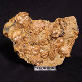 JIMBACRINUS BOSTOCKI CRINOID FOSSIL, Permian, Australia XJB034