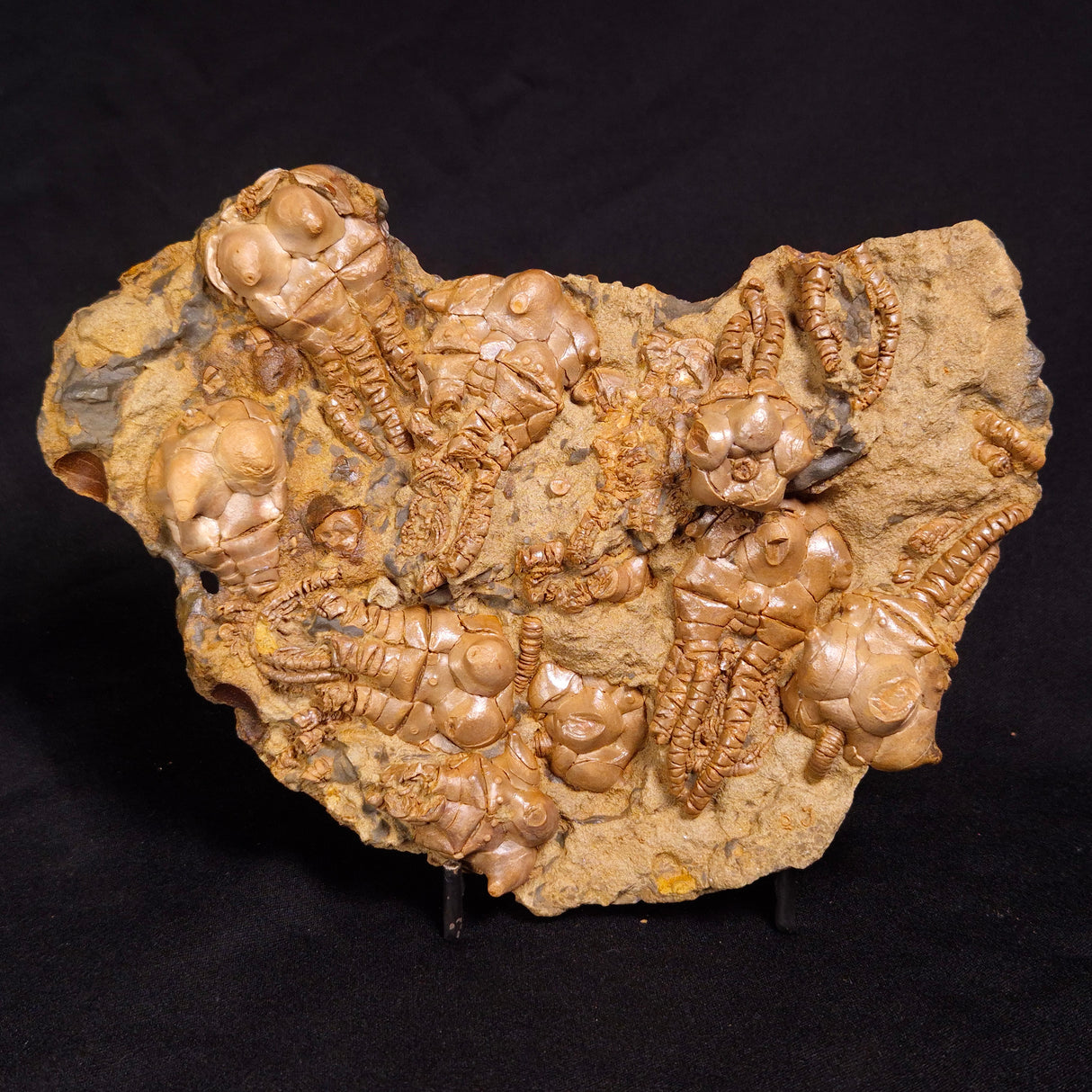 JIMBACRINUS BOSTOCKI CRINOID FOSSIL, Permian, Australia XJB034