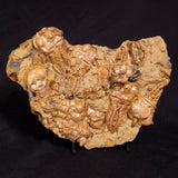 JIMBACRINUS BOSTOCKI CRINOID FOSSIL, Permian, Australia XJB034