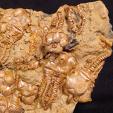 JIMBACRINUS BOSTOCKI CRINOID FOSSIL, Permian, Australia XJB034