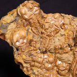 JIMBACRINUS BOSTOCKI CRINOID FOSSIL, Permian, Australia XJB034