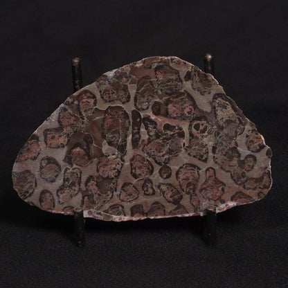 LINELLA AVIS STROMATOLITE, Proterozoic, Australia ZLA006
