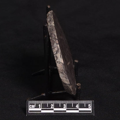 LINELLA AVIS STROMATOLITE, Proterozoic, Australia ZLA006