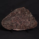 LINELLA AVIS STROMATOLITE, Proterozoic, Australia ZLA007