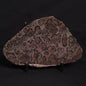LINELLA AVIS STROMATOLITE, Proterozoic, Australia ZLA007