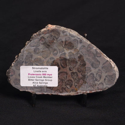 LINELLA AVIS STROMATOLITE, Proterozoic, Australia ZLA007