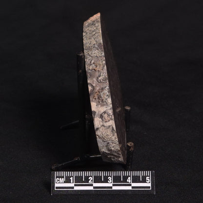 LINELLA AVIS STROMATOLITE, Proterozoic, Australia ZLA007