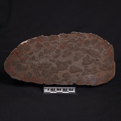 LINELLA AVIS STROMATOLITE, Proterozoic, Australia ZLA009