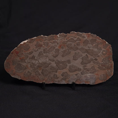 LINELLA AVIS STROMATOLITE, Proterozoic, Australia ZLA009