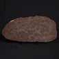 LINELLA AVIS STROMATOLITE, Proterozoic, Australia ZLA009