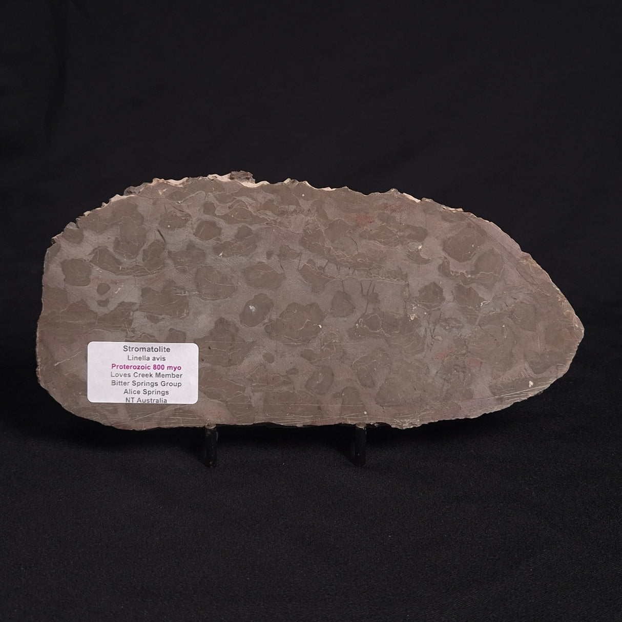 LINELLA AVIS STROMATOLITE, Proterozoic, Australia ZLA009