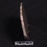 LINELLA AVIS STROMATOLITE, Proterozoic, Australia ZLA009