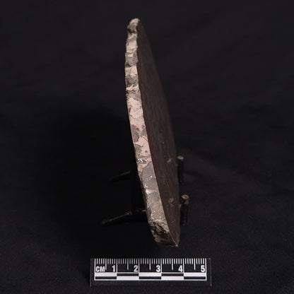 LINELLA AVIS STROMATOLITE, Proterozoic, Australia ZLA009