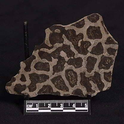 LINELLA AVIS STROMATOLITE, Proterozoic, Australia ZLA010