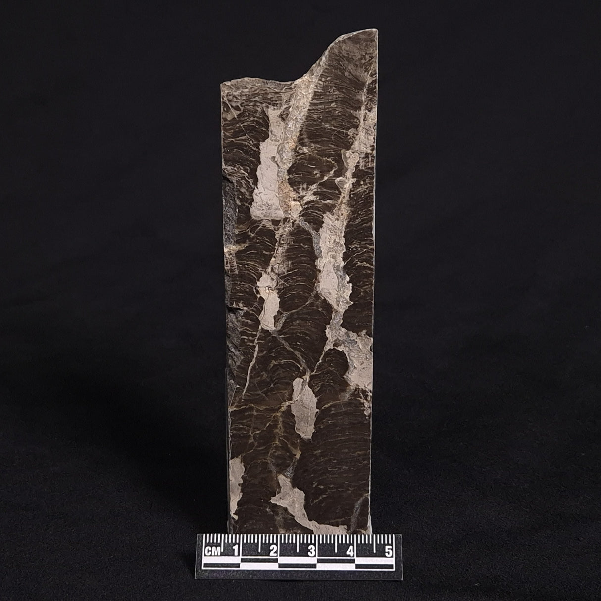 LINELLA AVIS STROMATOLITE, Proterozoic, Australia ZLA011