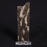 LINELLA AVIS STROMATOLITE, Proterozoic, Australia ZLA011