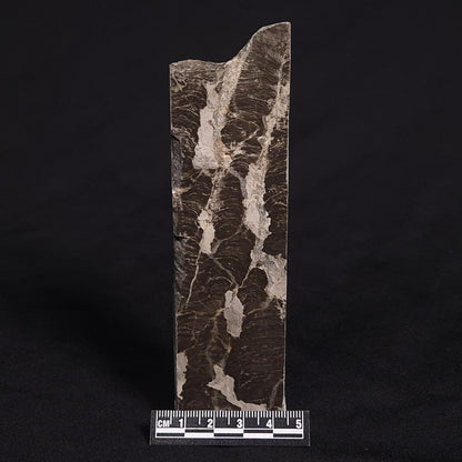 LINELLA AVIS STROMATOLITE, Proterozoic, Australia ZLA011