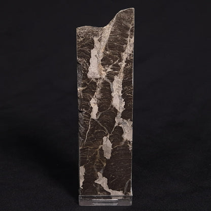 LINELLA AVIS STROMATOLITE, Proterozoic, Australia ZLA011