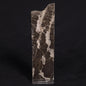 LINELLA AVIS STROMATOLITE, Proterozoic, Australia ZLA011