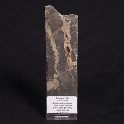 LINELLA AVIS STROMATOLITE, Proterozoic, Australia ZLA011
