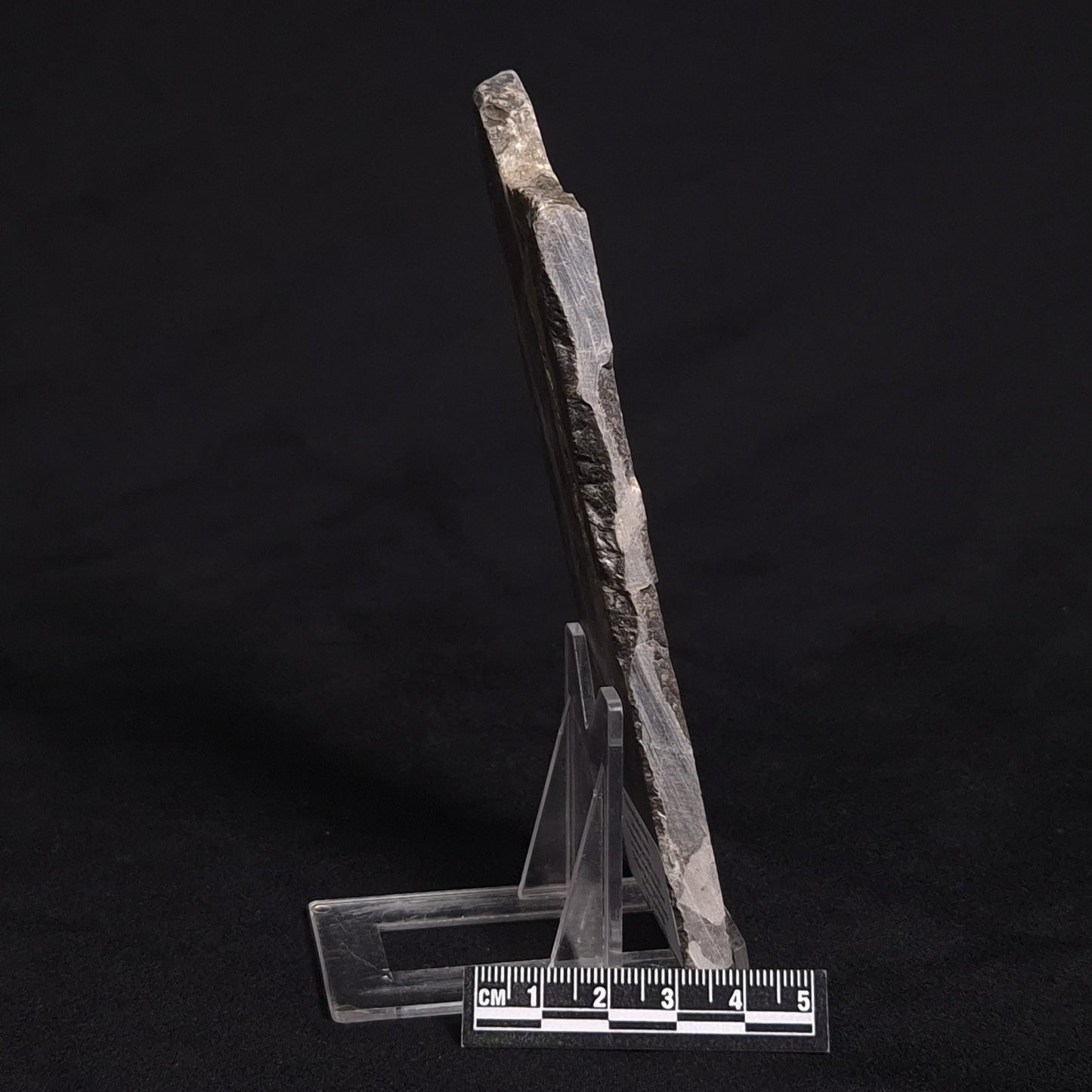 LINELLA AVIS STROMATOLITE, Proterozoic, Australia ZLA011