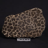 LINELLA AVIS STROMATOLITE, Proterozoic, Australia ZLA012