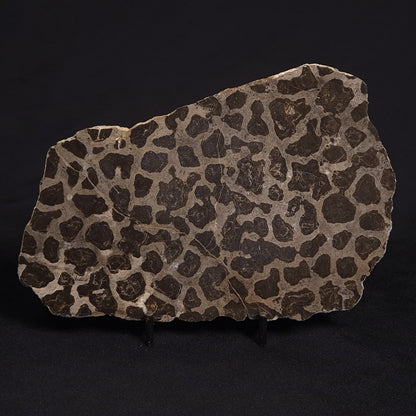 LINELLA AVIS STROMATOLITE, Proterozoic, Australia ZLA012