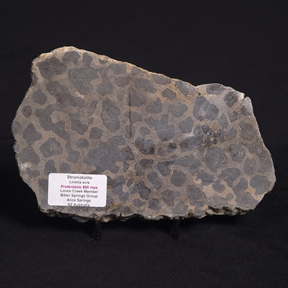 LINELLA AVIS STROMATOLITE, Proterozoic, Australia ZLA012