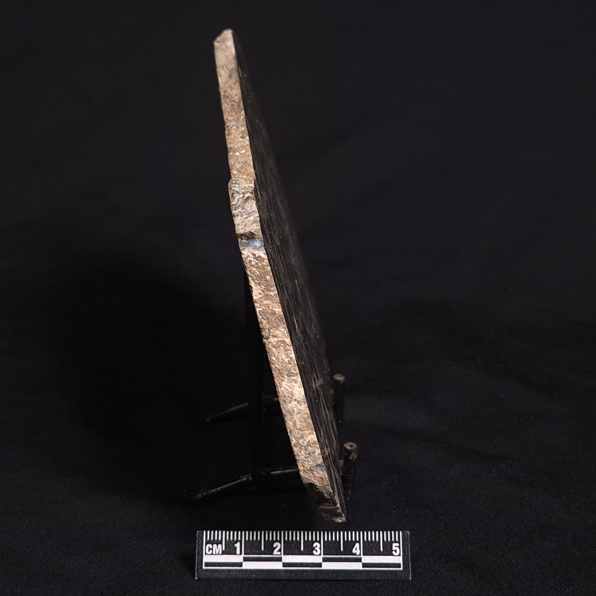 LINELLA AVIS STROMATOLITE, Proterozoic, Australia ZLA012