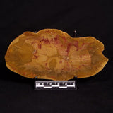 PETRIFIED WOOD DONPONOXYLON sp., Cretaceous, Australia ZDW001