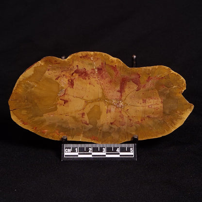 PETRIFIED WOOD DONPONOXYLON sp., Cretaceous, Australia ZDW001