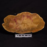 PETRIFIED WOOD DONPONOXYLON sp., Cretaceous, Australia ZDW002
