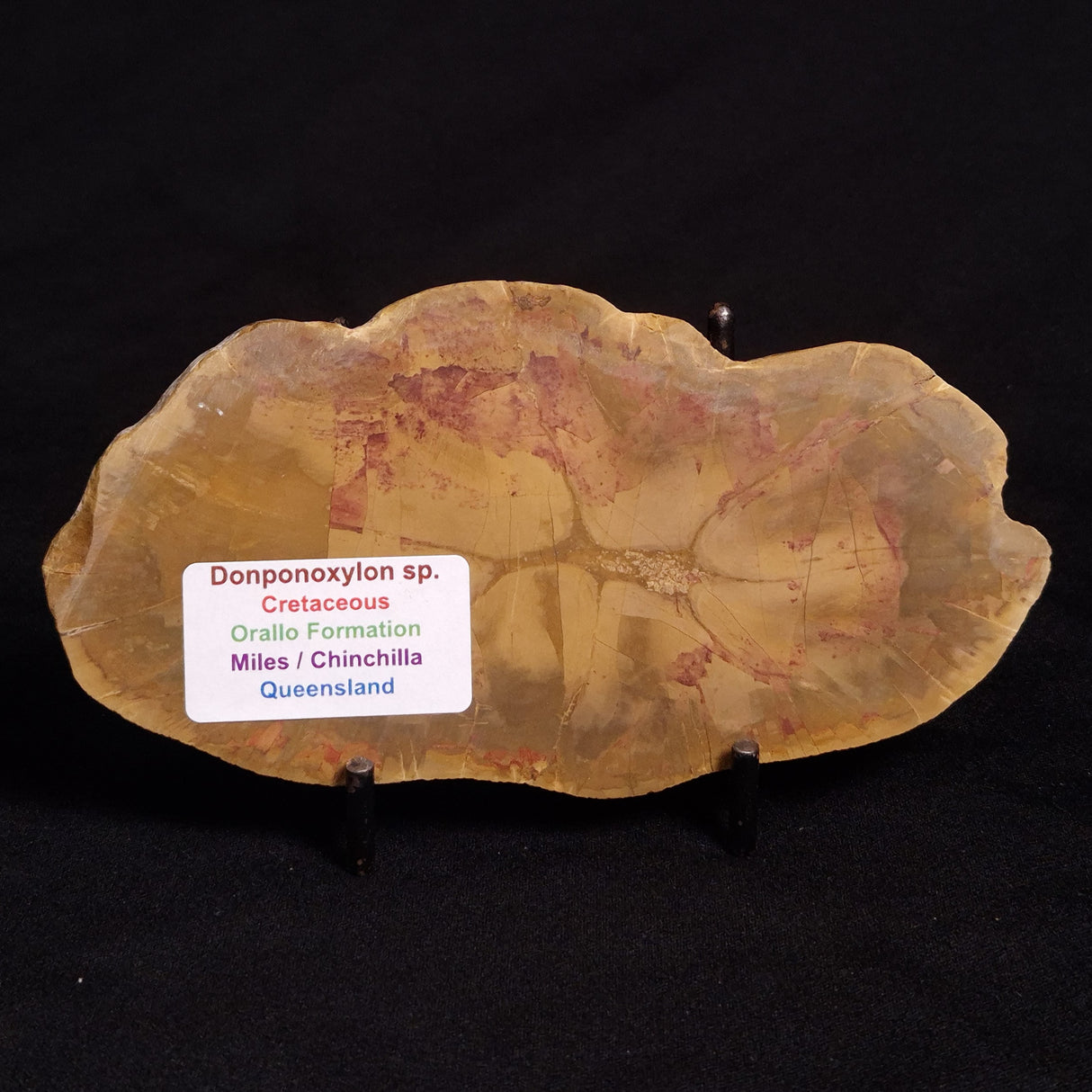 PETRIFIED WOOD DONPONOXYLON sp., Cretaceous, Australia ZDW002