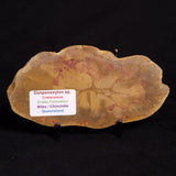 PETRIFIED WOOD DONPONOXYLON sp., Cretaceous, Australia ZDW002
