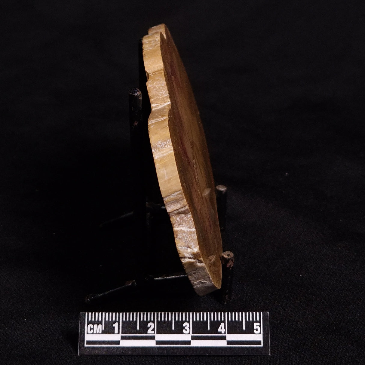 PETRIFIED WOOD DONPONOXYLON sp., Cretaceous, Australia ZDW002
