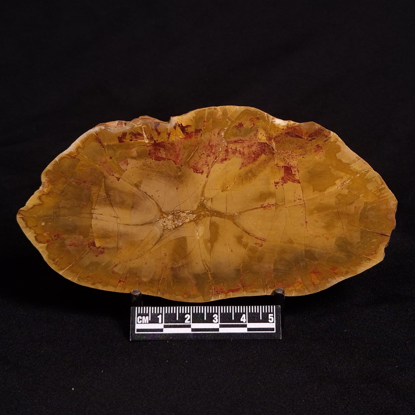 PETRIFIED WOOD DONPONOXYLON sp., Cretaceous, Australia ZDW003