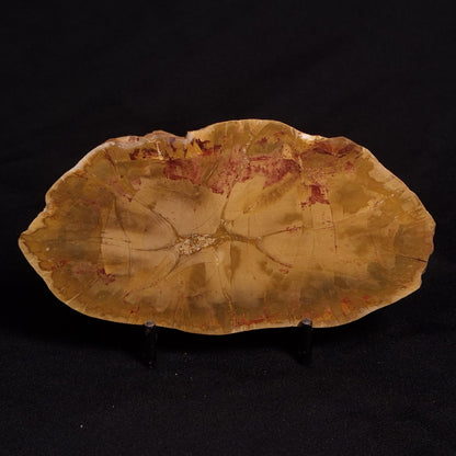 PETRIFIED WOOD DONPONOXYLON sp., Cretaceous, Australia ZDW003