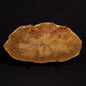 PETRIFIED WOOD DONPONOXYLON sp., Cretaceous, Australia ZDW003