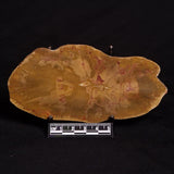 PETRIFIED WOOD DONPONOXYLON sp., Cretaceous, Australia ZDW004