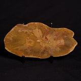 PETRIFIED WOOD DONPONOXYLON sp., Cretaceous, Australia ZDW004