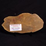 PETRIFIED WOOD DONPONOXYLON sp., Cretaceous, Australia ZDW004