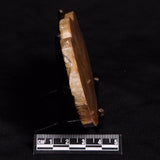 PETRIFIED WOOD DONPONOXYLON sp., Cretaceous, Australia ZDW004