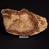 PETRIFIED WOOD DONPONOXYLON BENNETTII, Cretaceous, Australia ZDW005