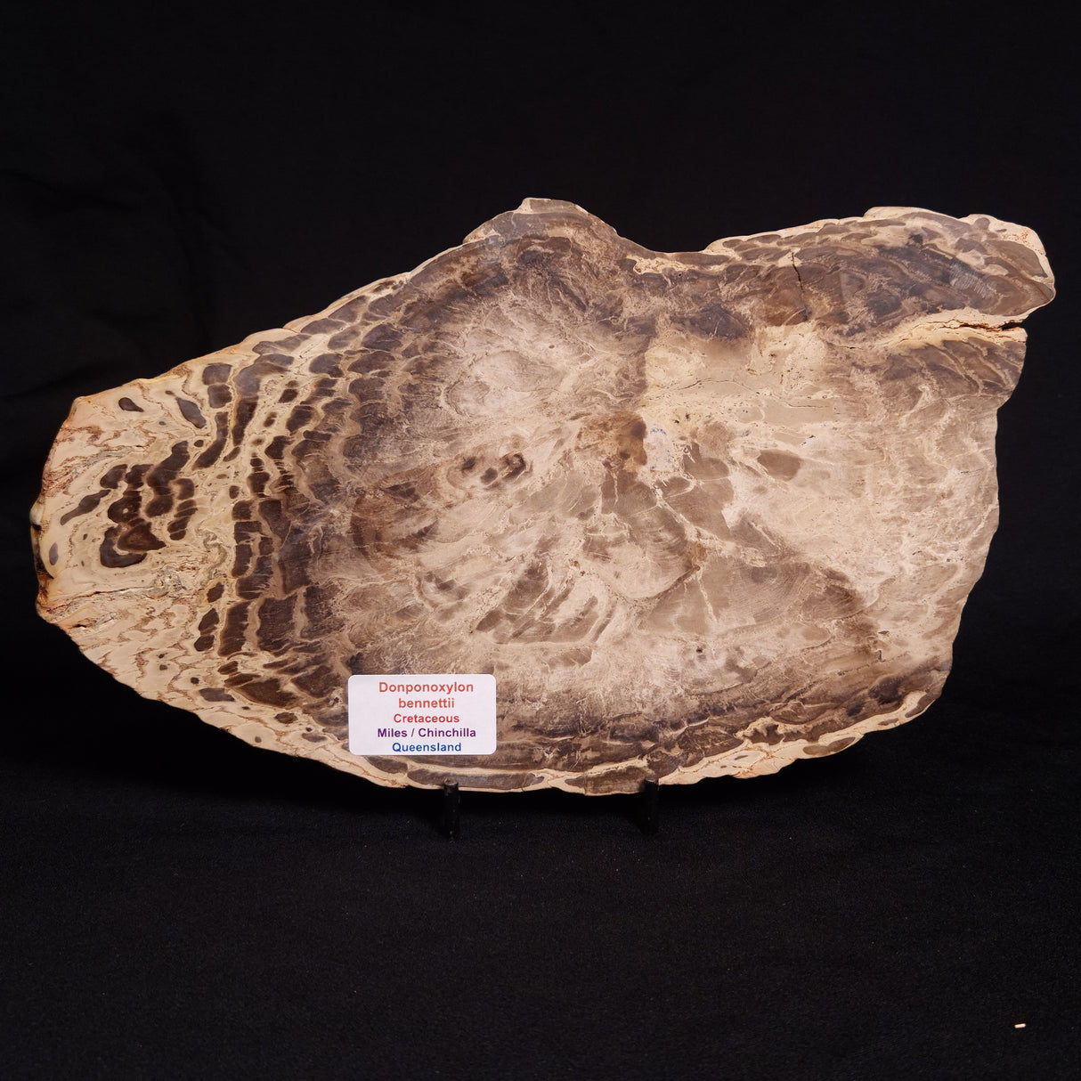PETRIFIED WOOD DONPONOXYLON BENNETTII, Cretaceous, Australia ZDW005